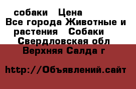 собаки › Цена ­ 2 500 - Все города Животные и растения » Собаки   . Свердловская обл.,Верхняя Салда г.